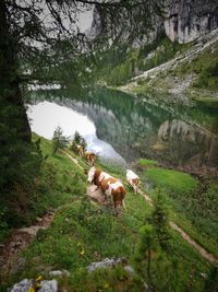 View of a cow on the lake in dolomites