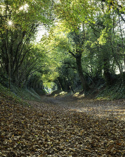 Road amidst trees in forest