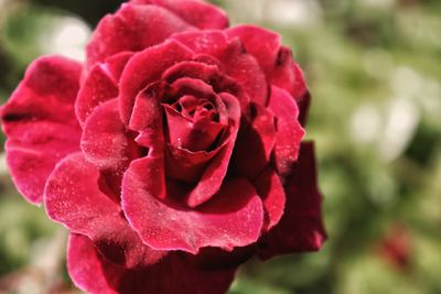 Close-up of pink rose flower