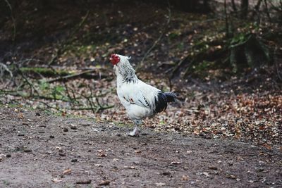 Bird on a land