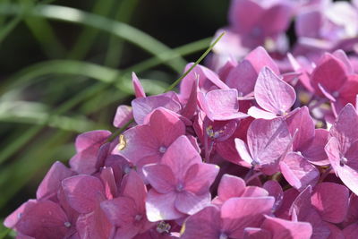 Close-up of pink hydrangea flowers