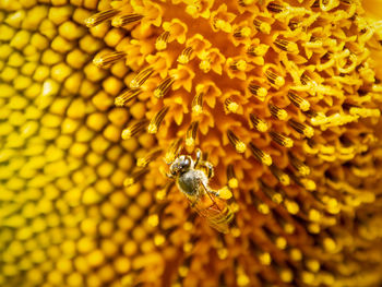 Close-up of bee pollinating on yellow flower