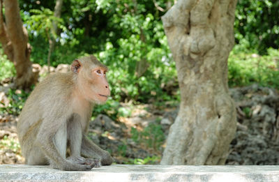 Lion sitting on tree