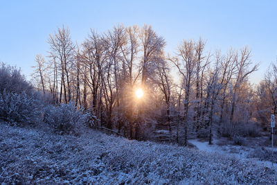 Bare trees on snow covered field against sky