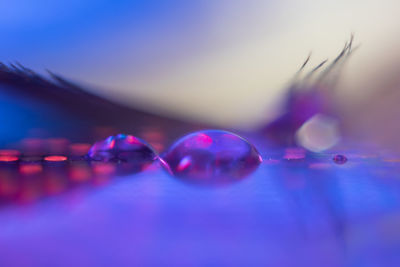 macro photography