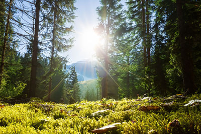 Rear view of woman walking in forest