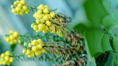 Close-up of yellow flower