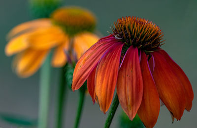 Close-up of orange flowering plant