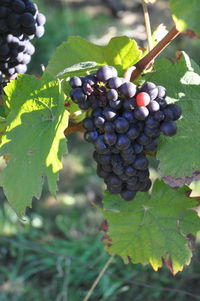 Close-up of grapes growing in vineyard