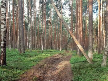 Trees growing in forest