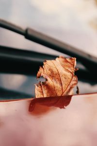 Close-up of dry leaf on maple leaves