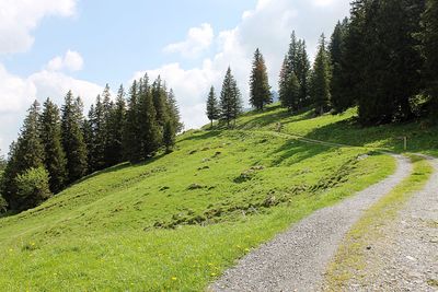 Road amidst trees against sky