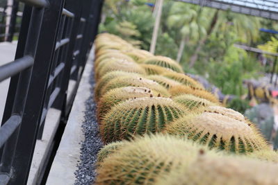 Close-up of cactus plant growing in greenhouse