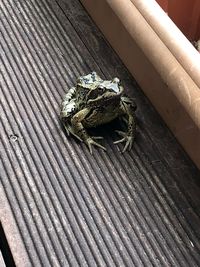 High angle view of frog on wood