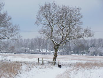 Frozen trees on snowy field during snowfall