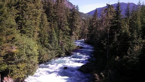 River flowing through forest