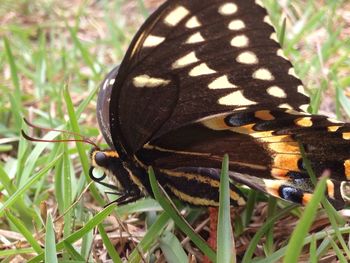 Close-up of butterfly on grass