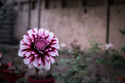 Close-up of flower blooming outdoors
