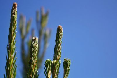Close-up of fresh plants against clear blue sky