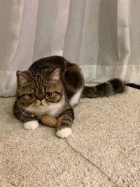 Portrait of cat lying on floor