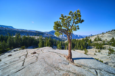 Scenic view of snowcapped mountains against clear blue sky