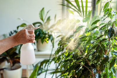 Woman taking care of plants at home spraying water at flowerpots. home gardening. biophilia design