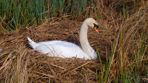 White mute swan on riverbank nest made from reed bed in lake 