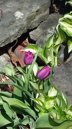 Close-up of pink flower in pond