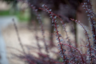 Close-up of flowering plant