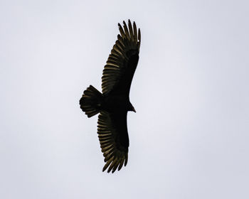 Low angle view of eagle flying against clear sky