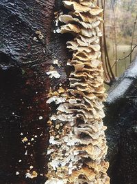 Close-up of tree trunk in forest