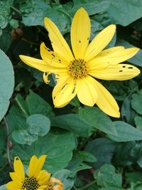 Close-up of yellow flowers blooming outdoors