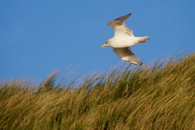 Low angle view of bird flying against sky