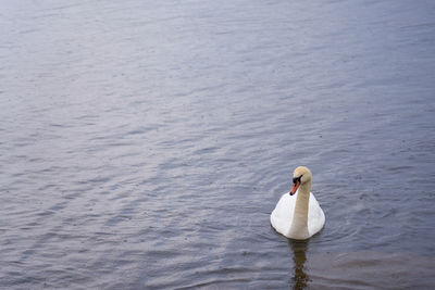 White swan on the baltic sea coast in finland