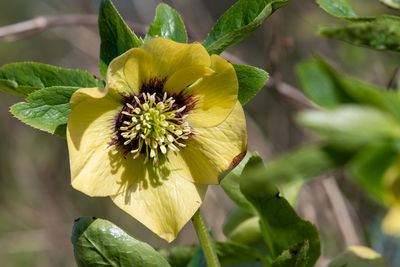 Close up of a hellebore flower in bloom