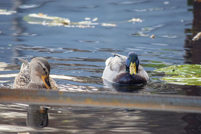 Ducks swimming in lake