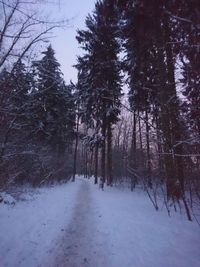 Trees in forest during winter