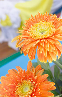 Close-up of orange dahlia blooming outdoors