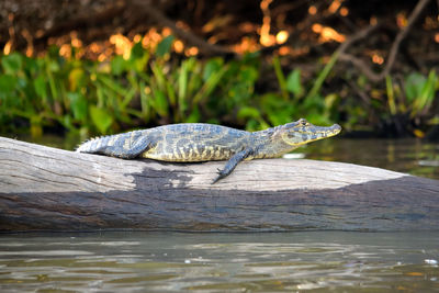 Close-up of lizard on log in lake