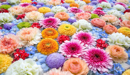 High angle view of multi colored flowering plants