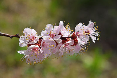 Close-up of apricot blossoms