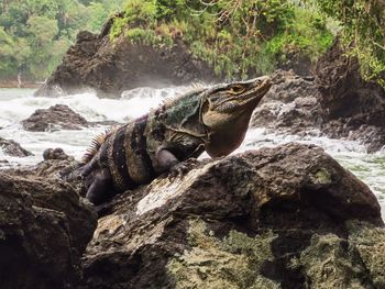 Close-up of iguana on rock