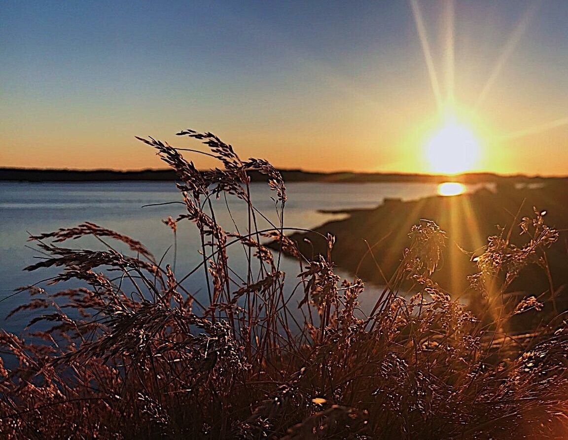 PLANTS GROWING BY LAKE AGAINST SKY DURING SUNSET