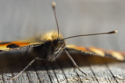 Close-up of monarch butterfly on wood