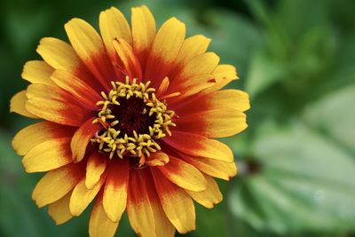 Close-up of orange flower