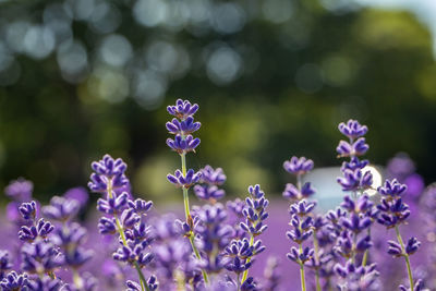 Close-up of purple flowering plants on field