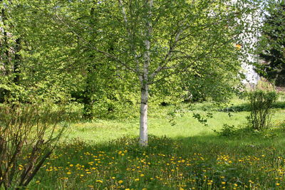 View of trees in forest