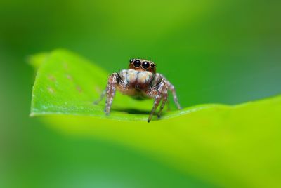 Close-up of jumping spider on leaf