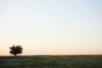 Scenic view of field against clear sky