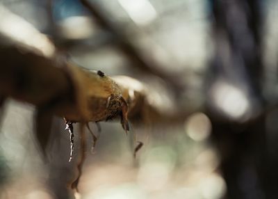 Close-up of insect